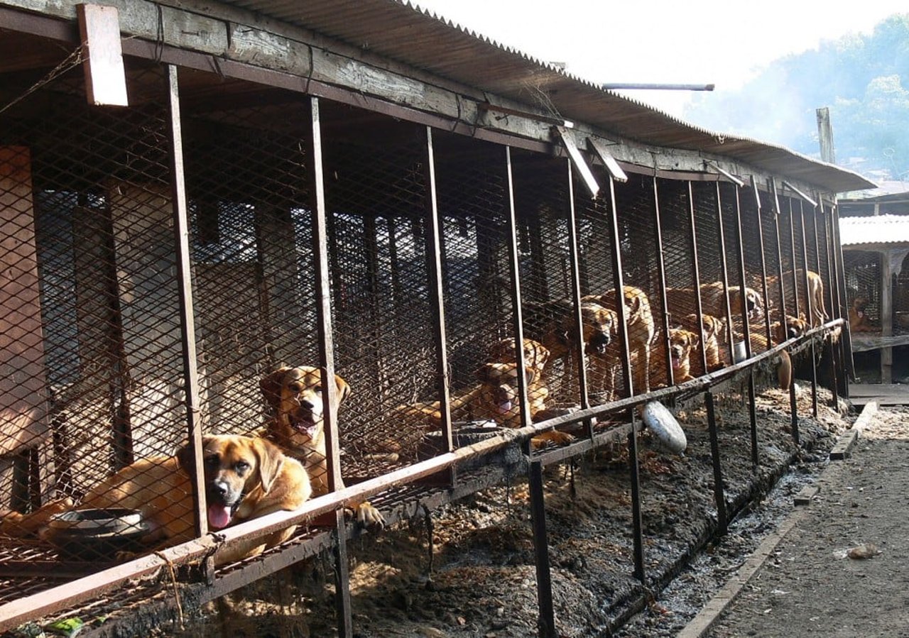 Hundefarm i Sydkorea. Foto: Korean Animal Welfare Association (KAWA)