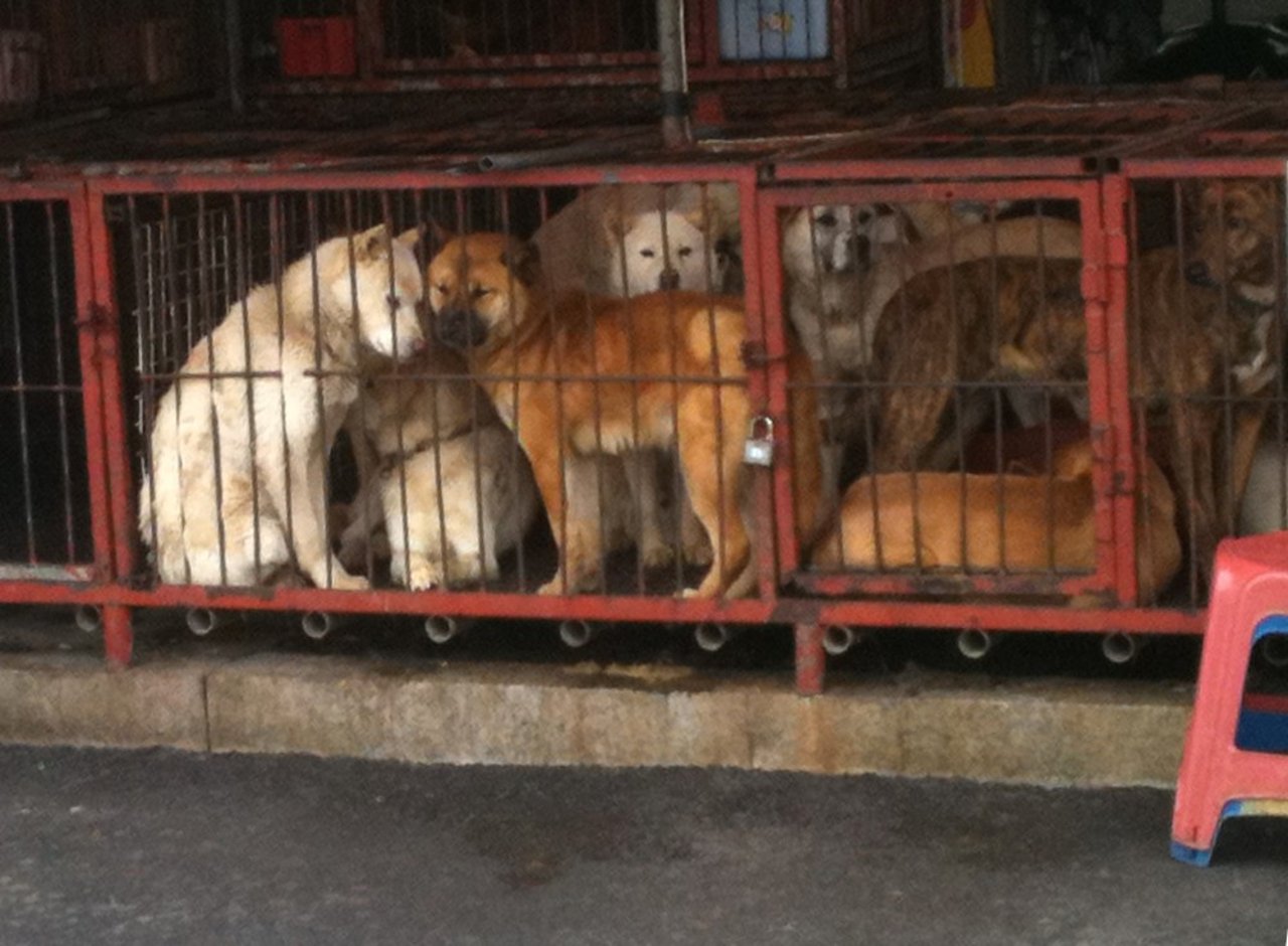 Sydkoreansk marked med hunde til salg for deres køds skyld.