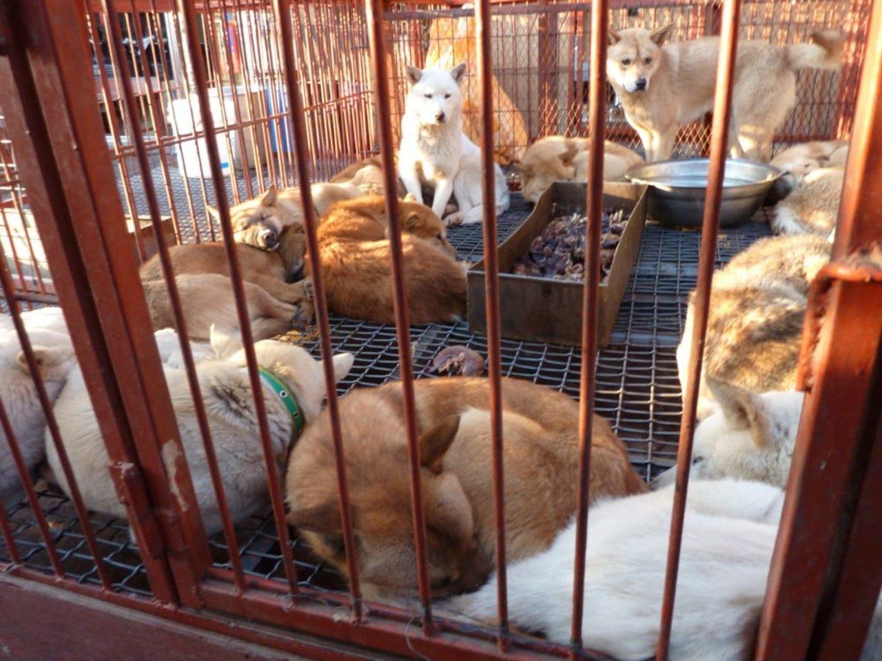 Hunde til salg som kød på et sydkoreansk marked