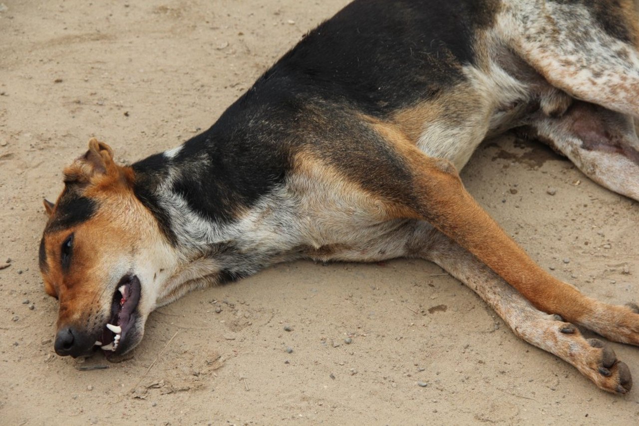 En hund, der har fået en giftsprøjte under masseaflivninger i Bangladesh
