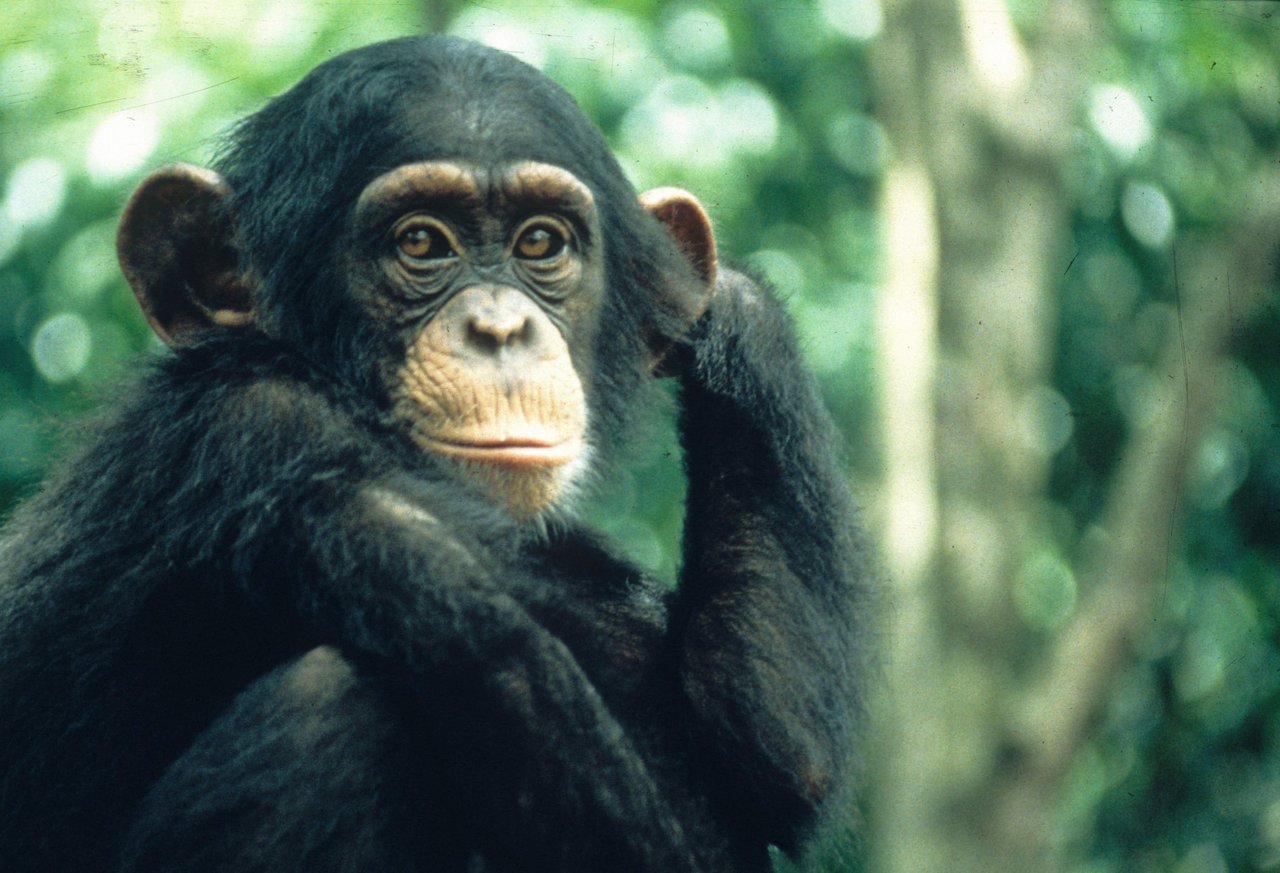 Órfãos do Fogo behandler og rehabiliterer myreslugerunger, der er ofre for brandene i Pantanal, Brasilien