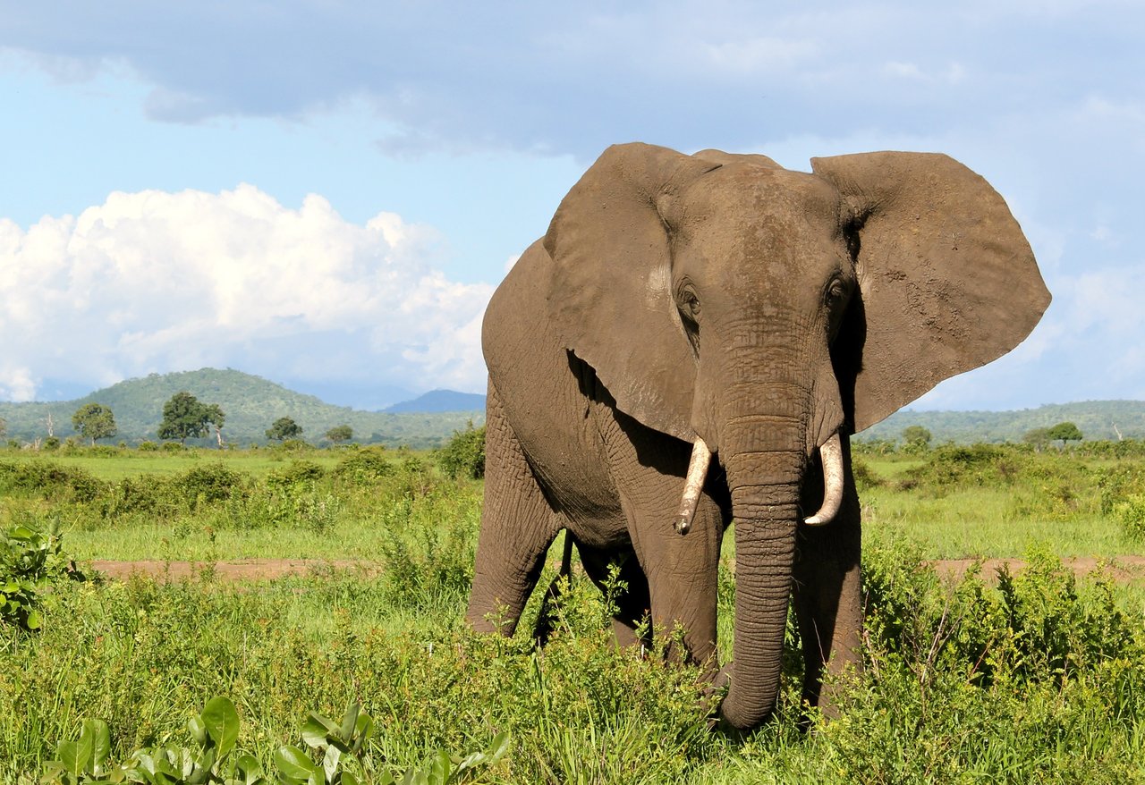 Afrikansk elefant i nationalpark i Tanzania