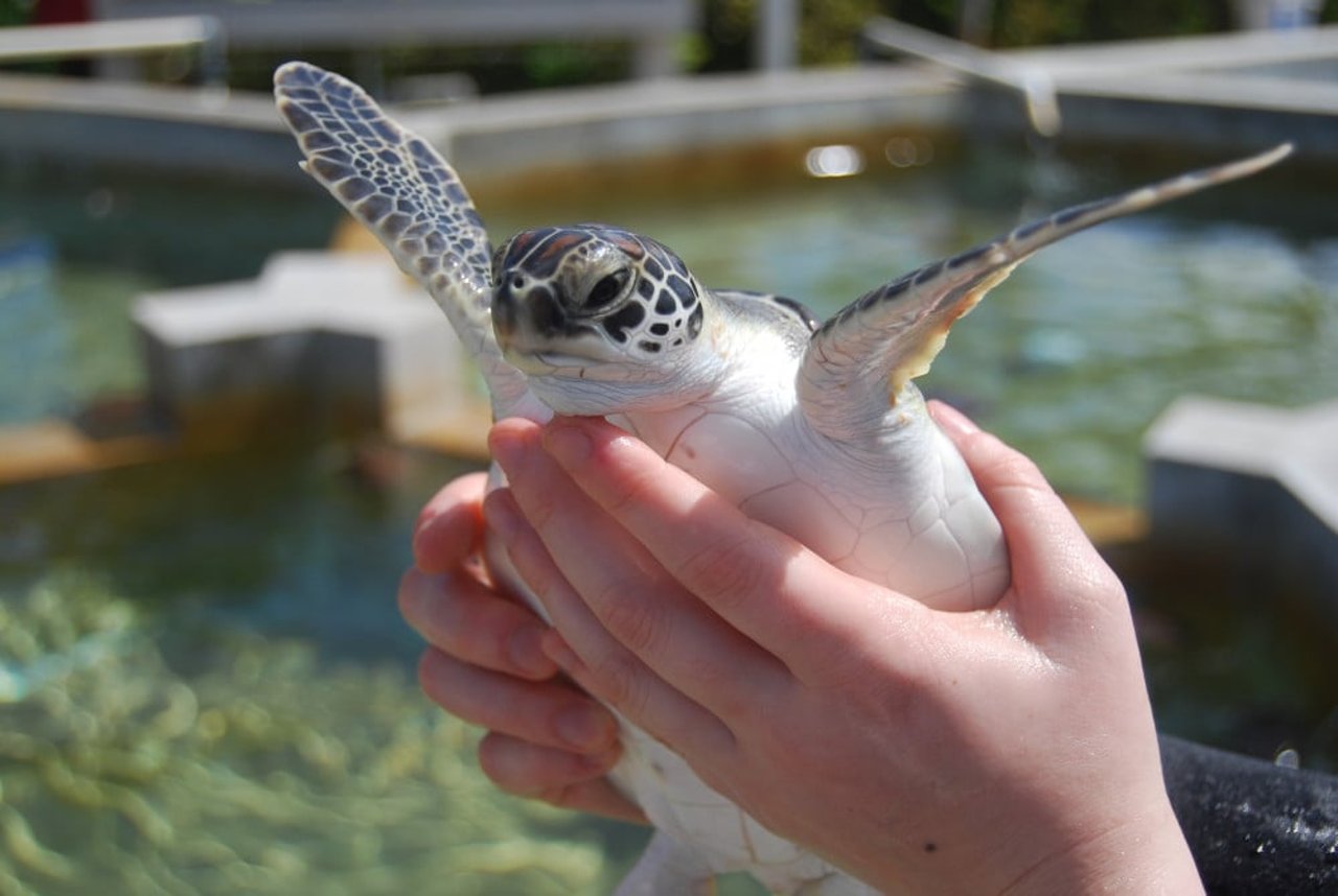 En turist holder en havskildpadde på Cayman Turtle Farm