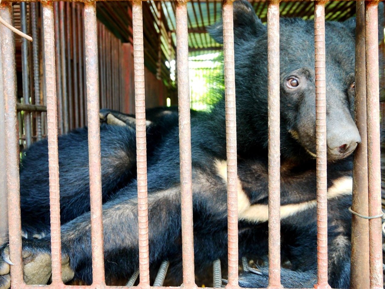 End the use of bear bile in Asian medicine