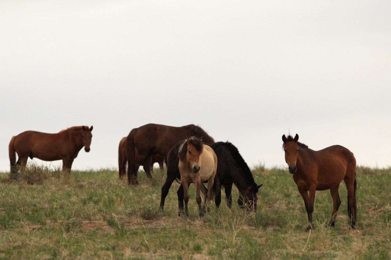 Heste på en steppe i Mongoliet