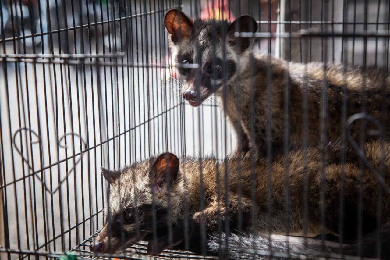 Civetas em gaiolas para produção de café especial - Proteção Animal Mundial