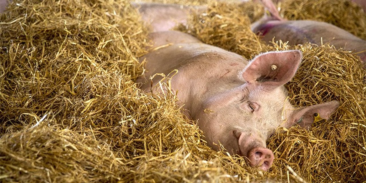 Pigs at a high welfare farm