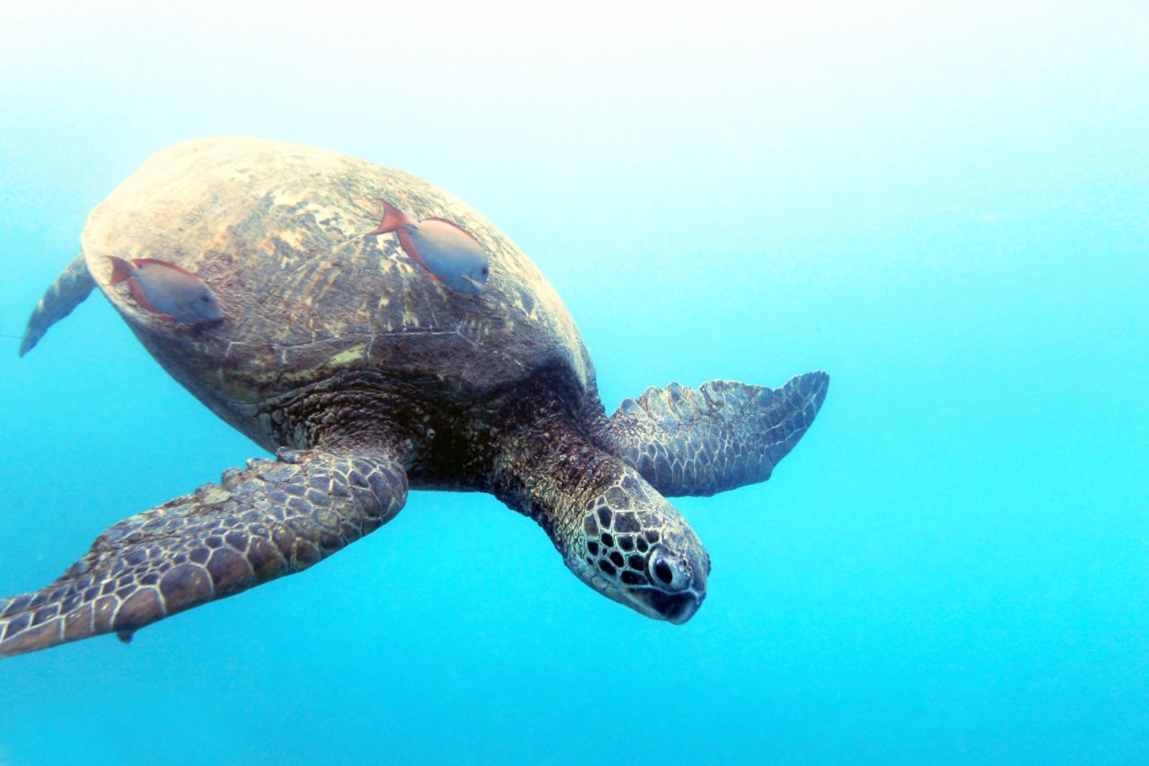 sea turtle 