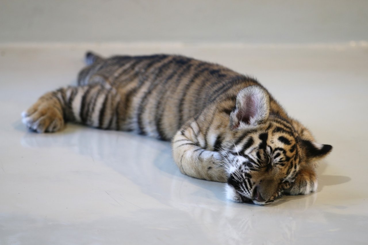 A baby tiger without one eye spends the entire day in this tiny cage, tourists pay to feed these baby tigers with milk. Credit Line: World Animal Protection/Emi Kondo