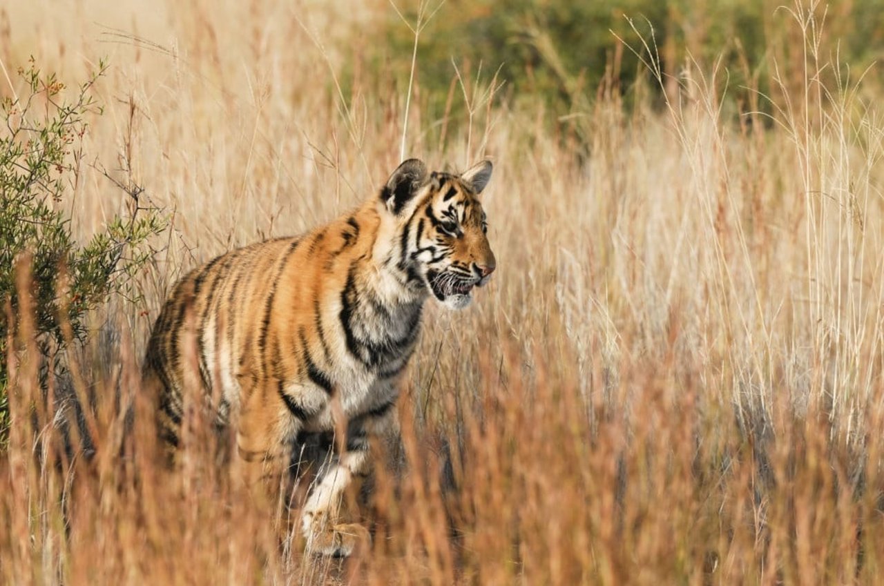 Tiger i naturen