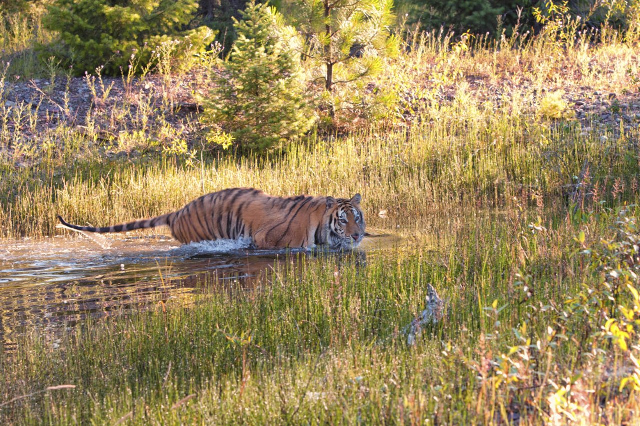 En tiger i vand