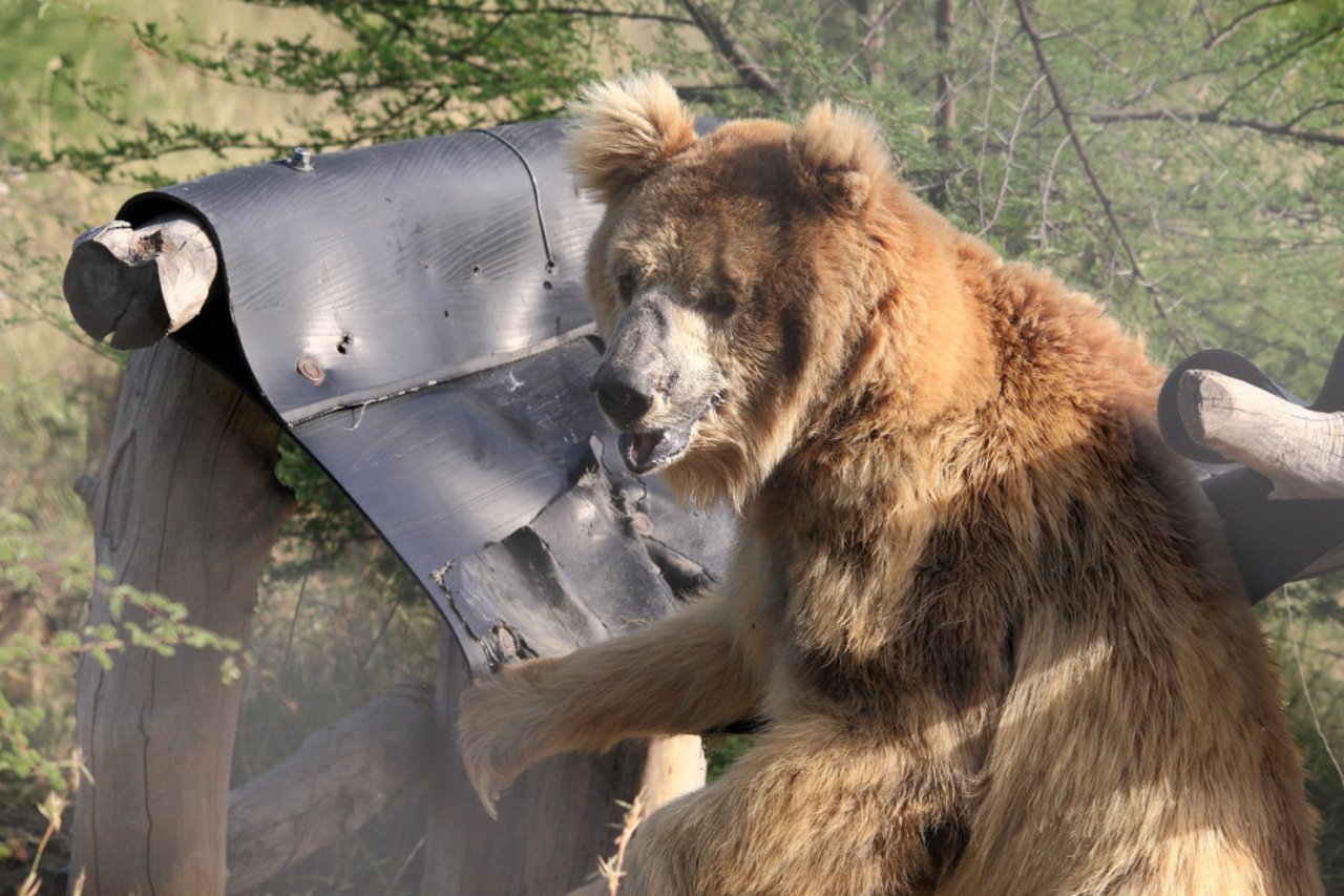 Bjørnen Reech nyder livet i Balkasar Bjørnereservat i Pakistan