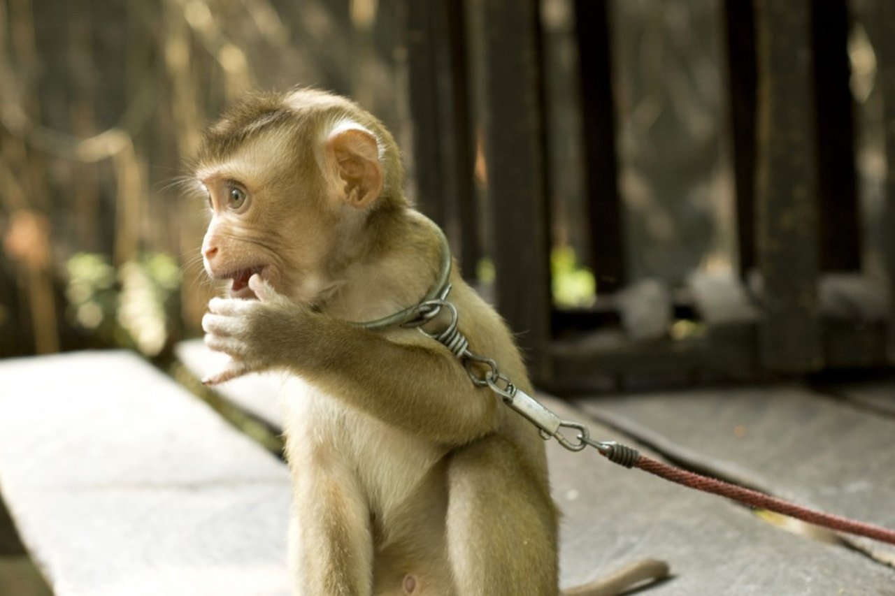 En ung makakabe sidder lænket i et ”træningscenter” i Thailand.