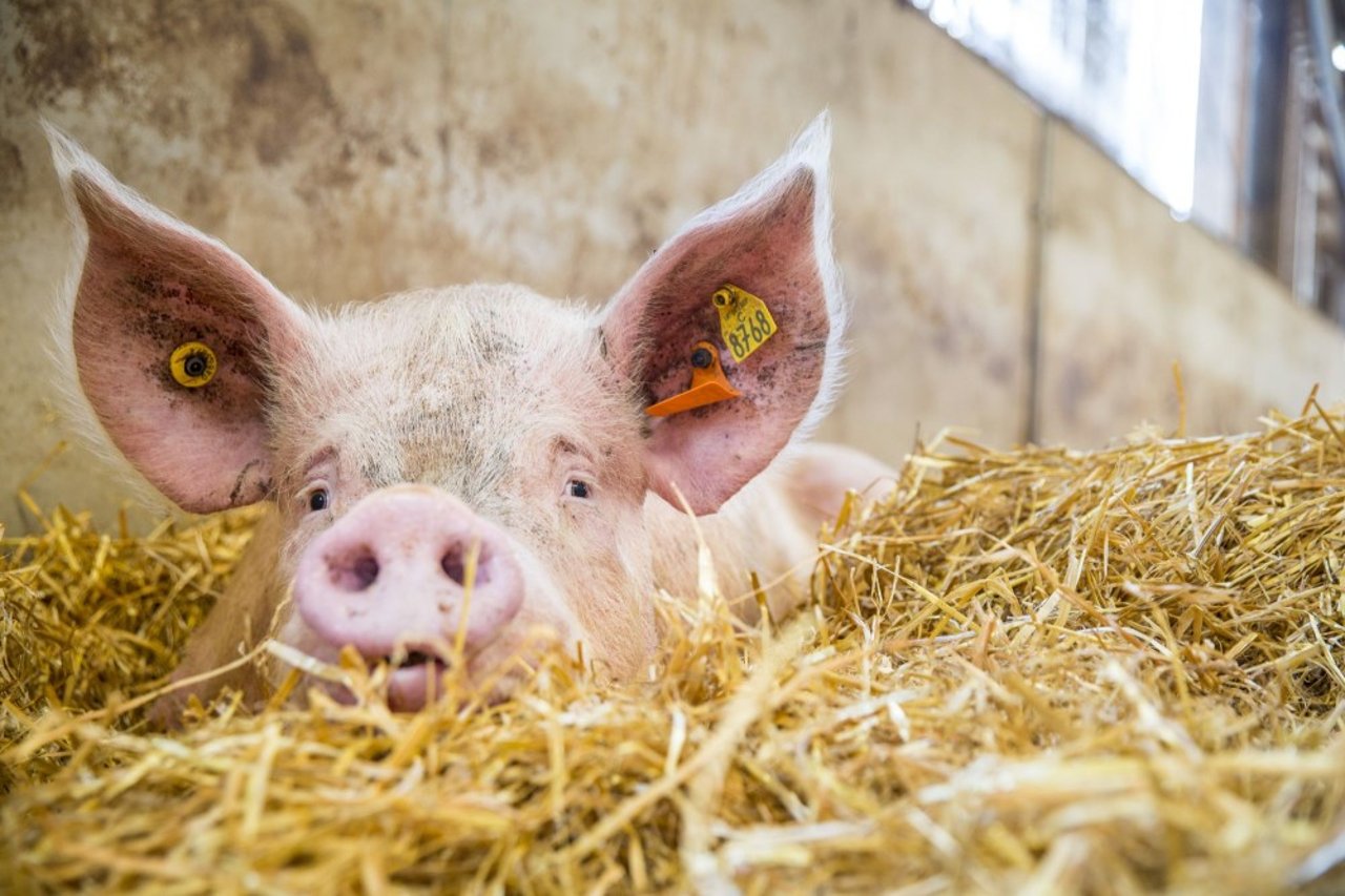 Drægtig gris hviler i en indendørs gård med højere velfærd