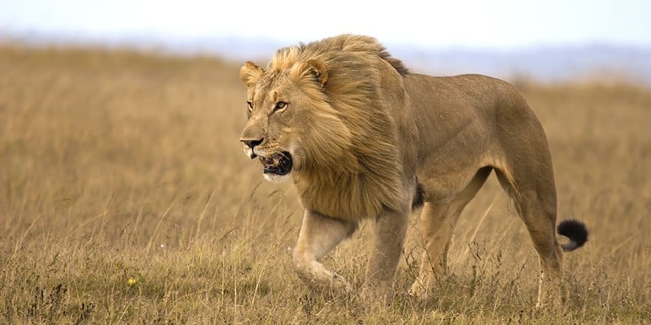 Løveung i Kruger Nationalpark i Sydafrika