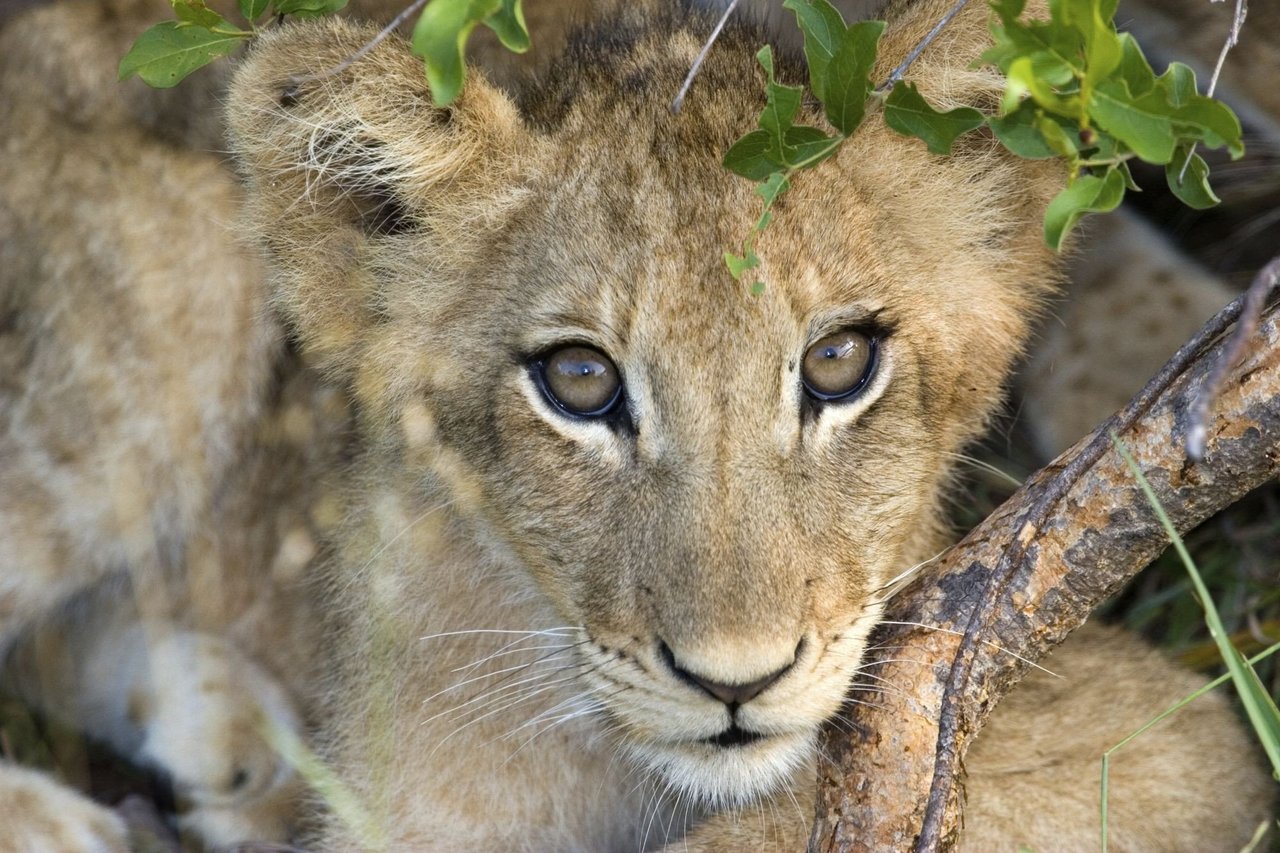 Løveung i Kruger Nationalpark i Sydafrika