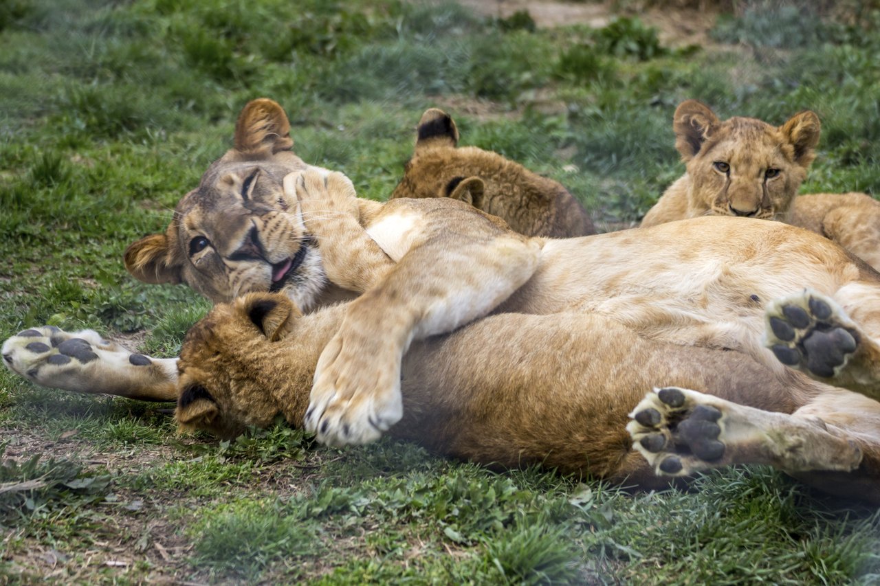 Løveung i Kruger Nationalpark i Sydafrika