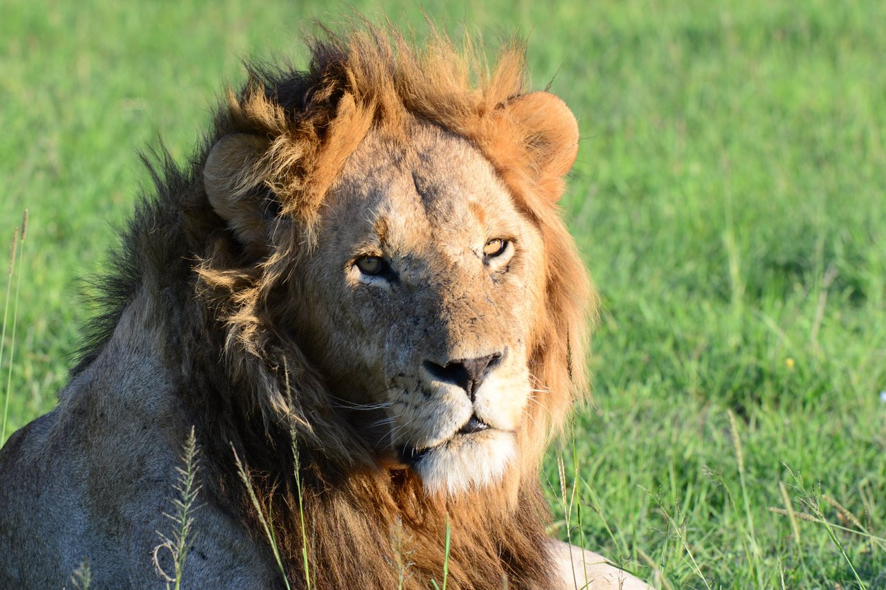 Løveung i Kruger Nationalpark i Sydafrika