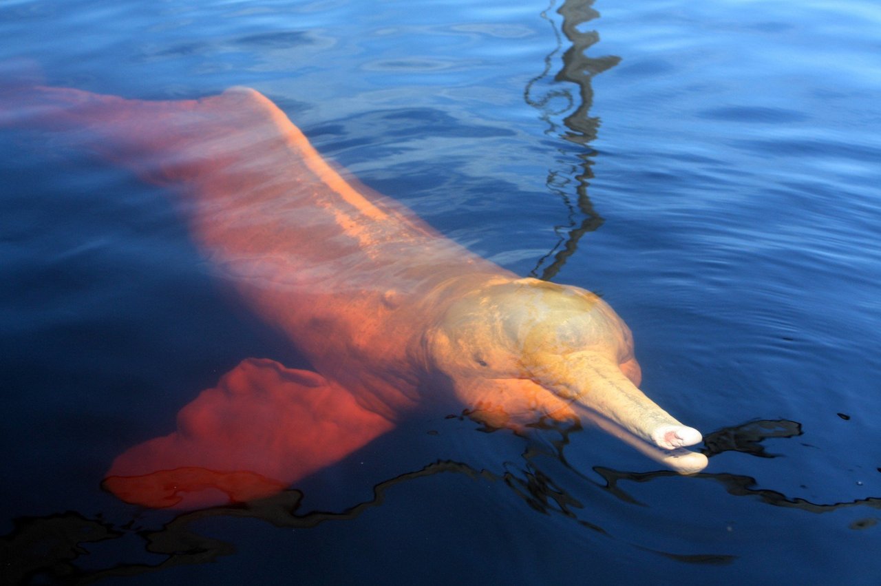 Lyserød floddelfin i Amazonas