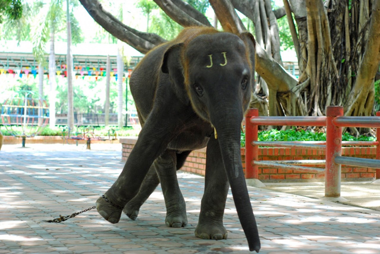 Elefantunger i turistindustrien tages tidligt fra deres mødre og udsættes for hård træning.