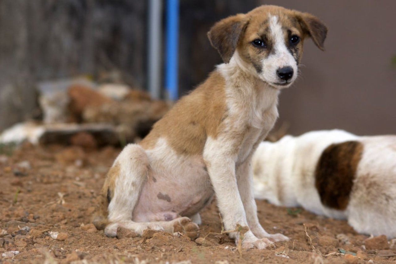 Puppy in Sierra Leone