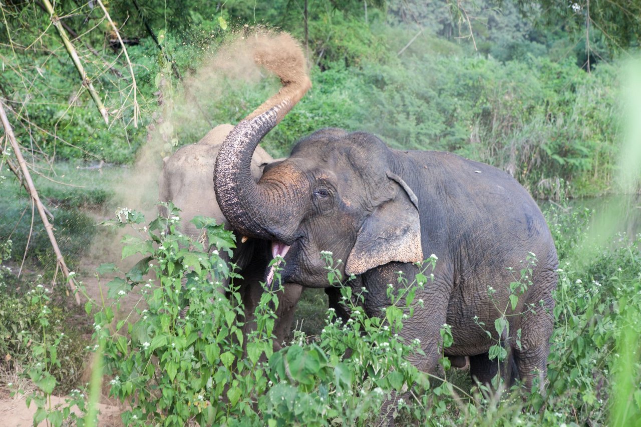 Glade elefanter i Mahouts Elephant Foundation