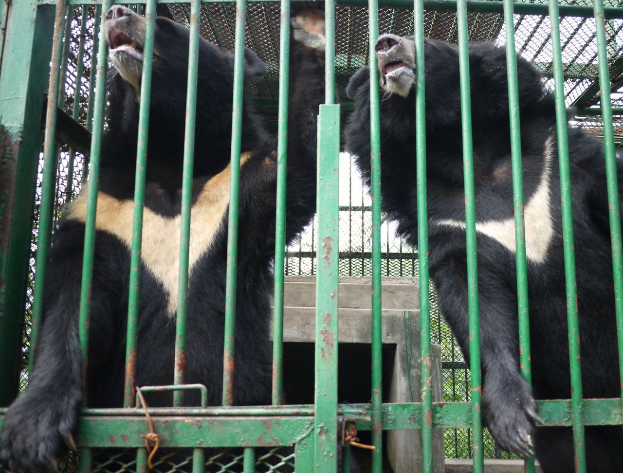 Bjørne på sydkoreansk galdefabrik