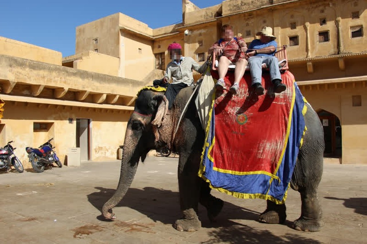 Elefanterne ved Amer Fort lever under usle forhold.