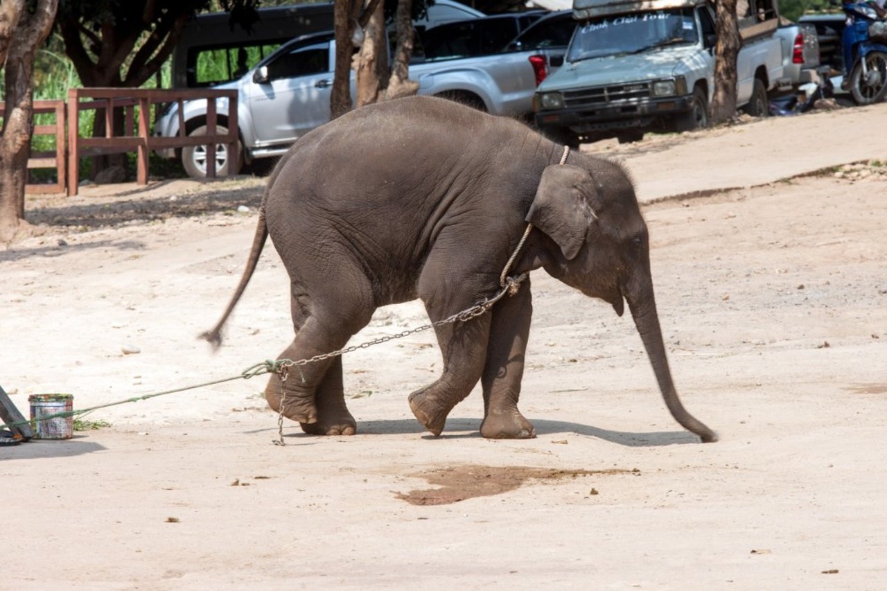 Elefantunge står fastlænket
