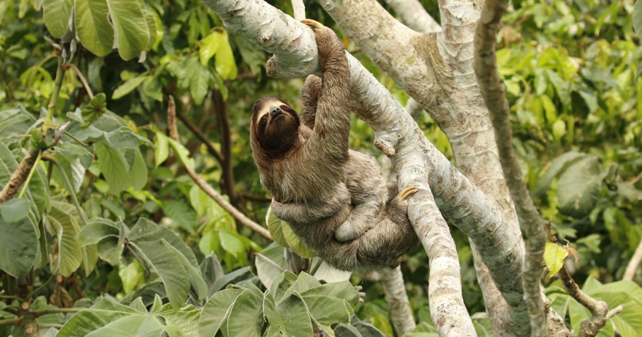 Wild sloth