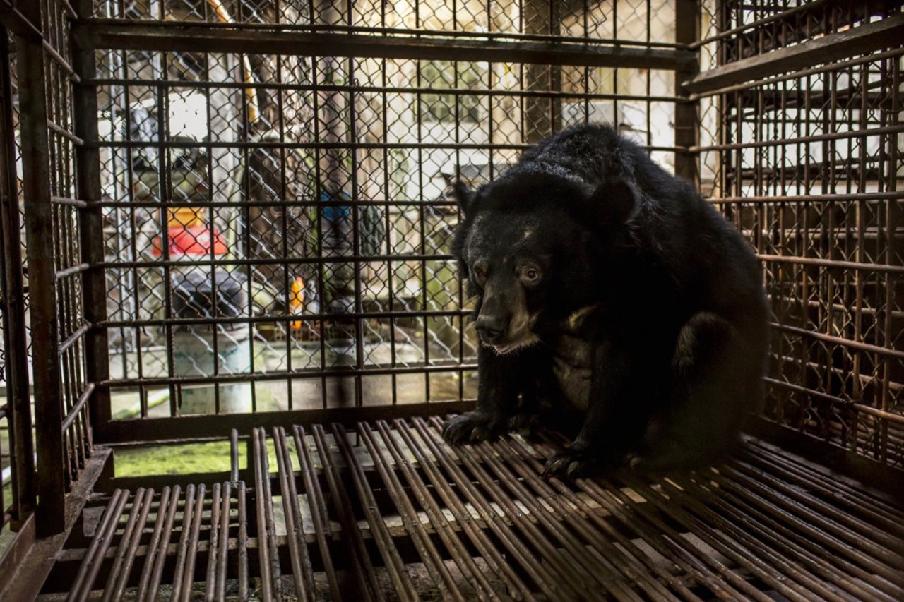 Over 20.000 bjørne i Asien lever i bittesmå bure og får jævnligt tappet deres galde, som bruges i traditionel medicin. 
