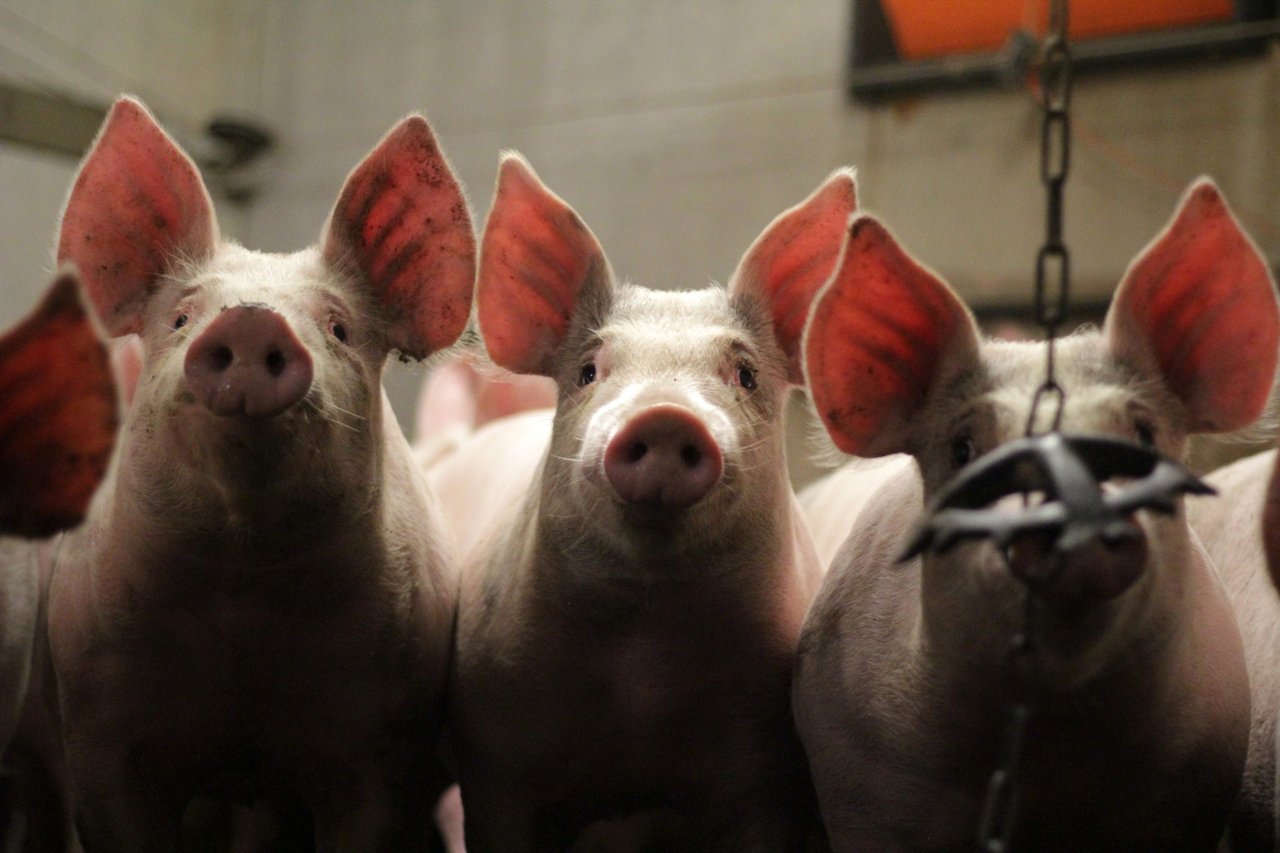 World Animal Protection staff holding piglet - Animals in farming