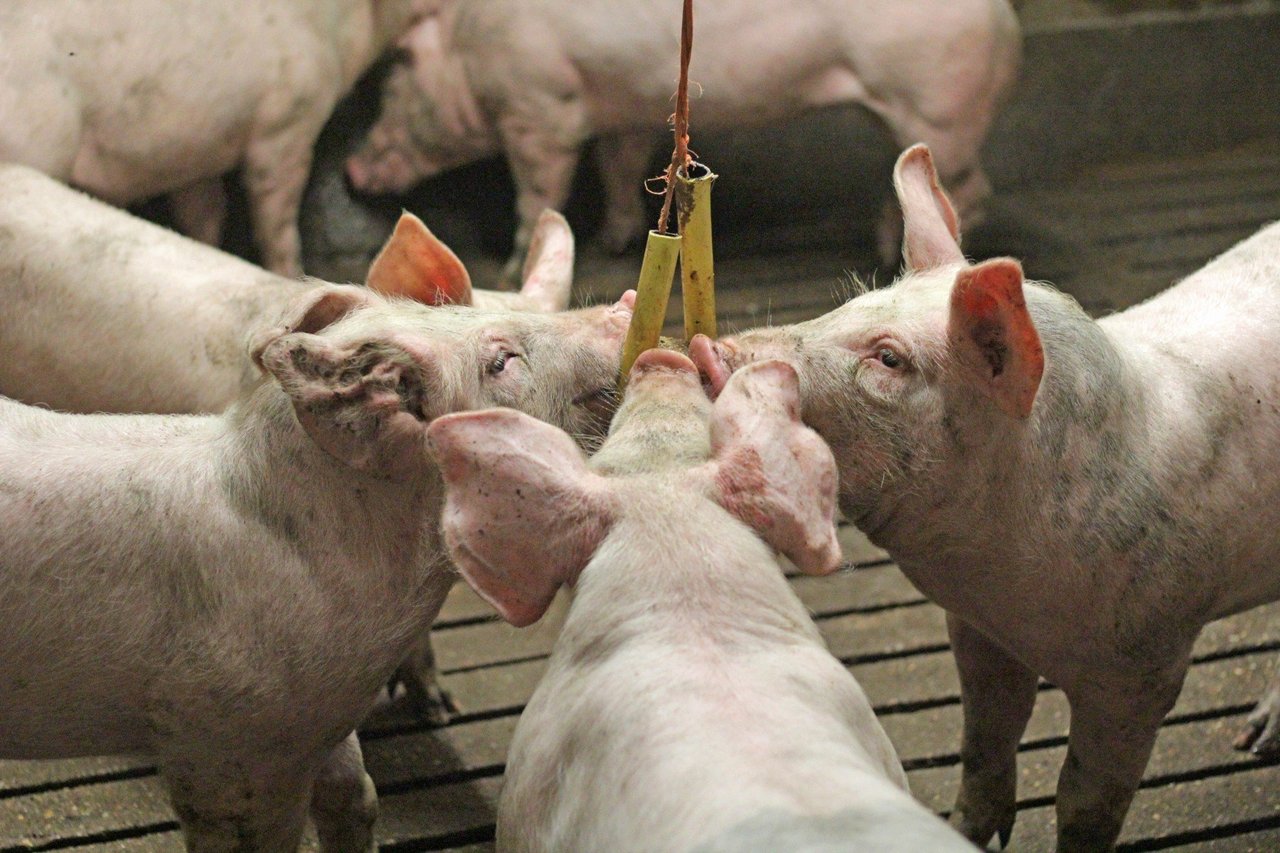 Pigs at a high welfare farm