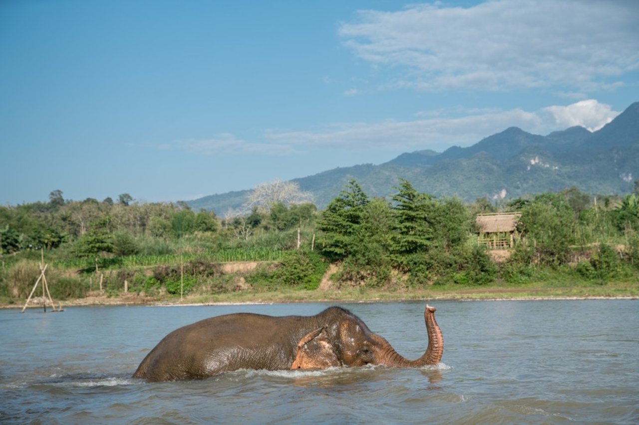 Elefant svømmer i Mandalao