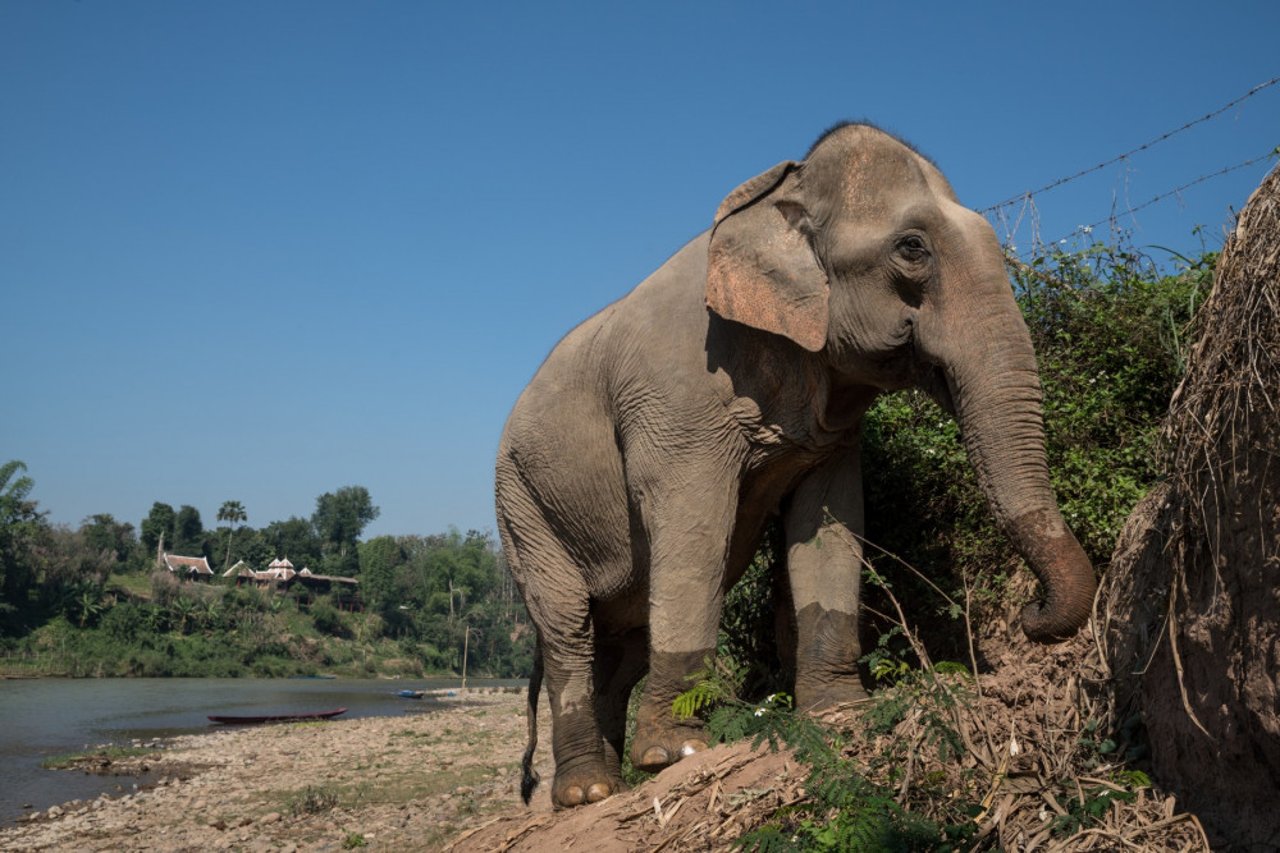 Elefant i Mandalao elefantreservat