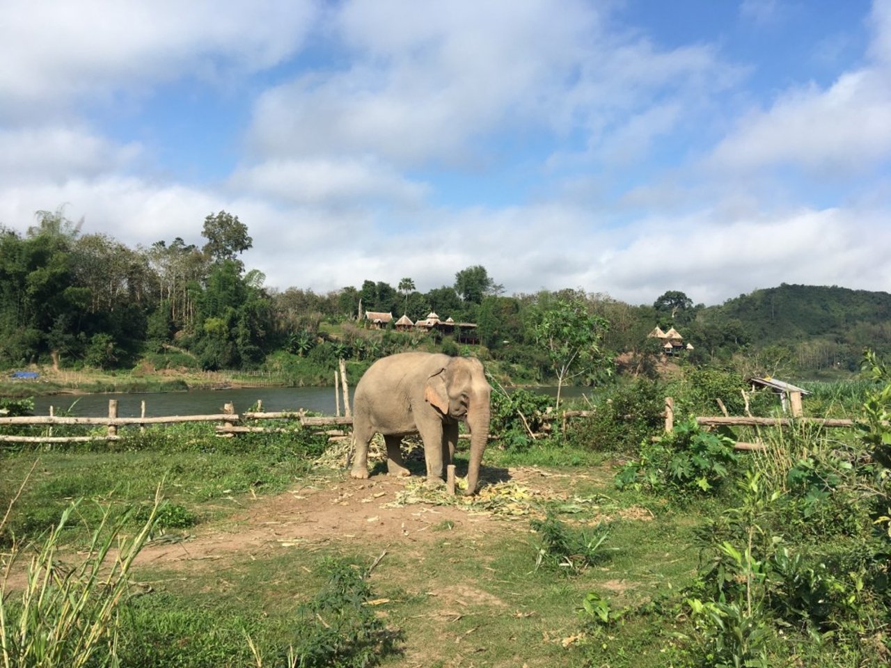 Elefanterne har fået et godt liv i Mandalao
