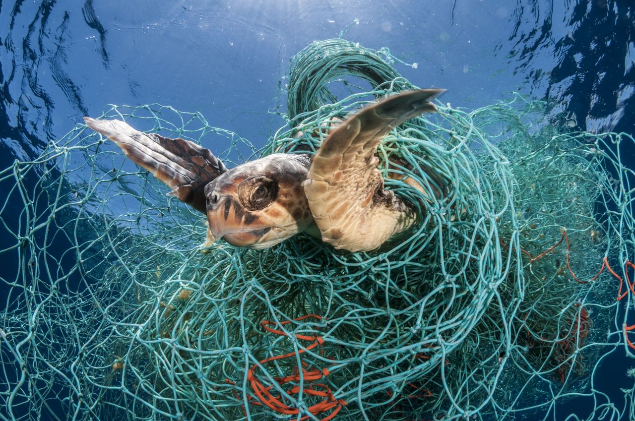 En havskildpadde fanget i et spøgelsesnet i Middelhavet