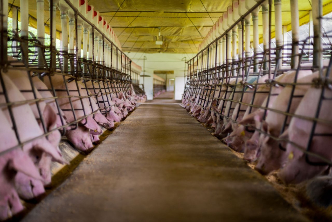 Drachtige varkens in drachtboxen krijgen maar één keer per dag eten