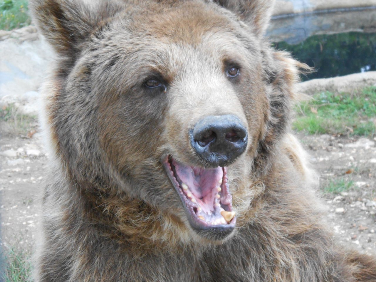 Glad bjørn i Libearty-reservatet