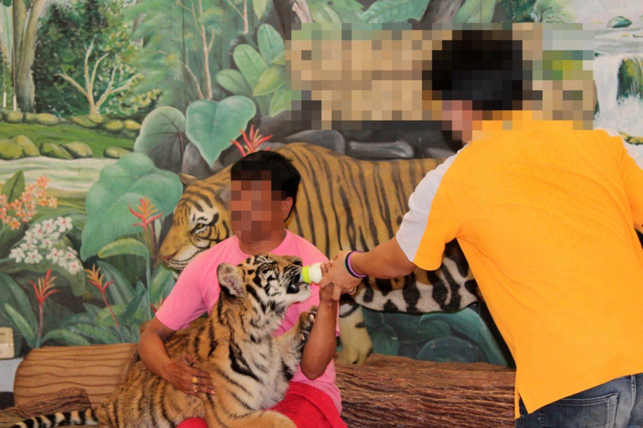Tigrene avles i fangenskab til et liv i turistindustrien