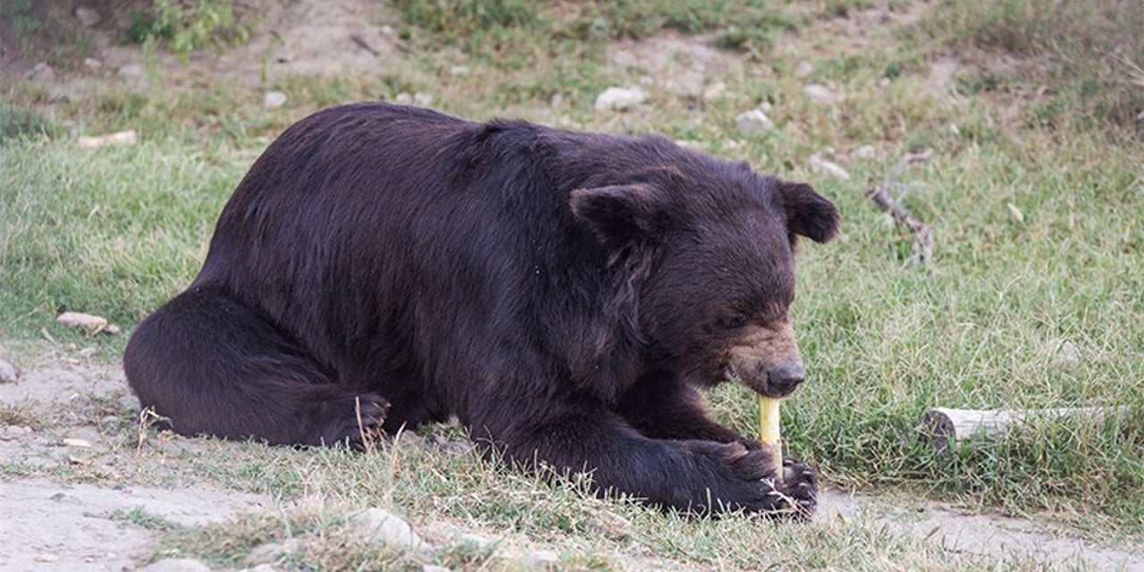 Pooh is a male Asiatic bear and has dark brown fur. He