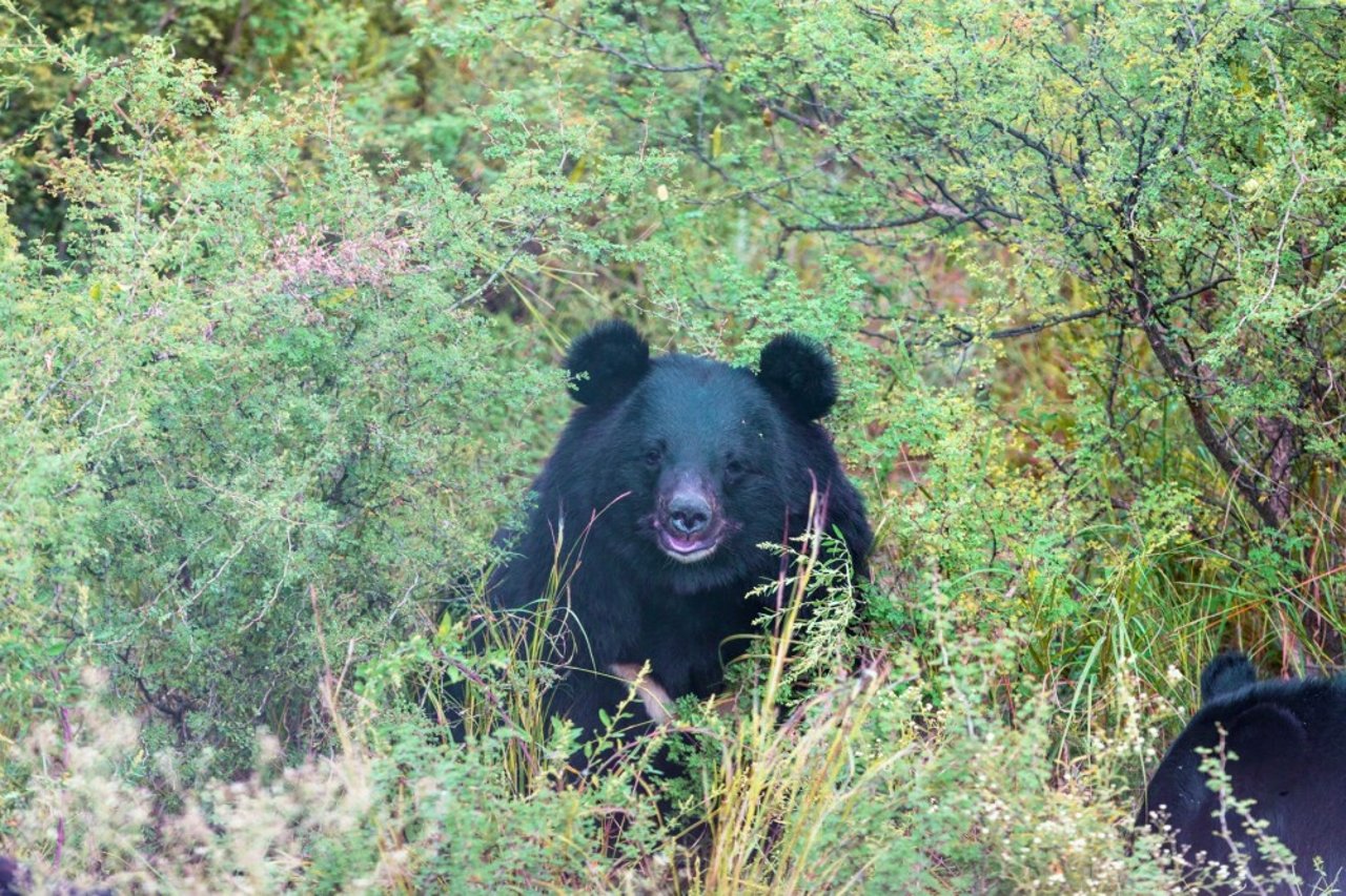 Bjørn nyder livet i Balkasar-reservatet i Pakistan