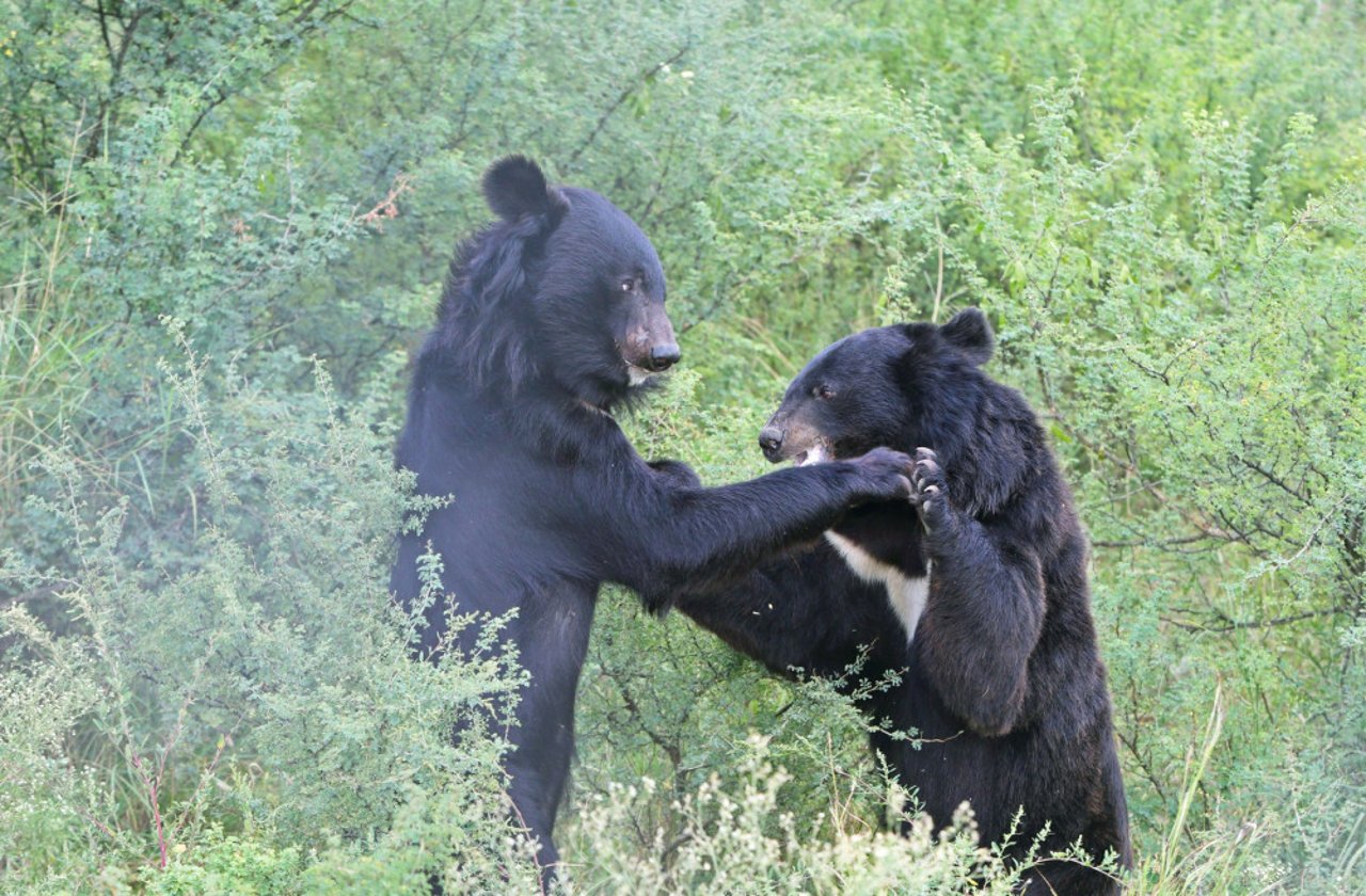 I Balkasar-reservatet, vi finansierer i Pakistan, får bjørnene et godt liv.