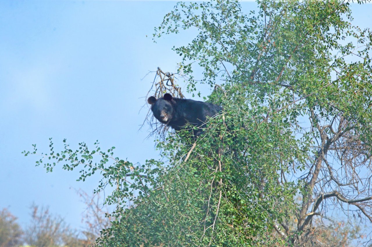 En bjørn i reservatet er klatret højt op i et træ.