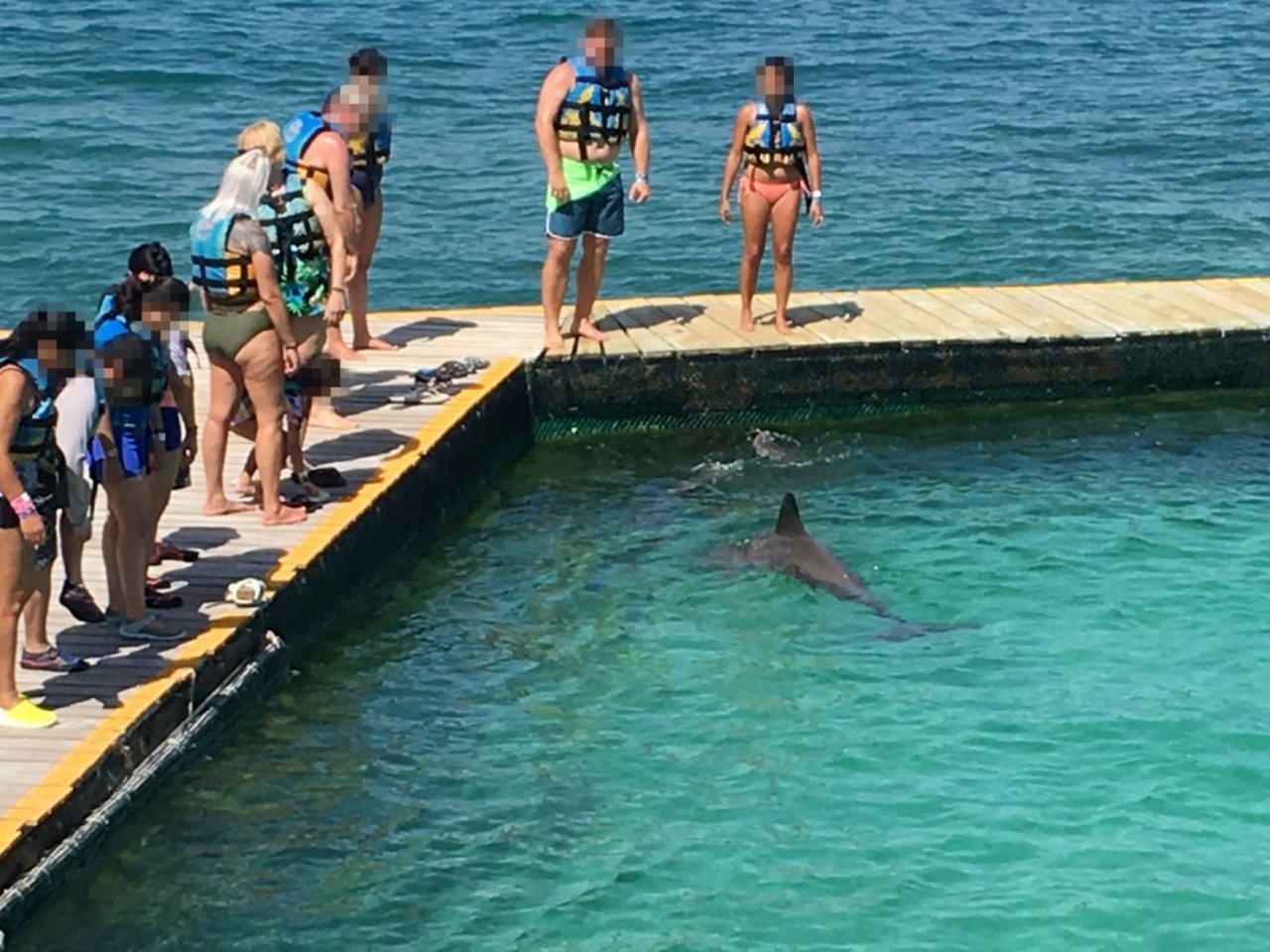 Delfiner i fangenskab i Cancun Dolphin Discovery, Mexico