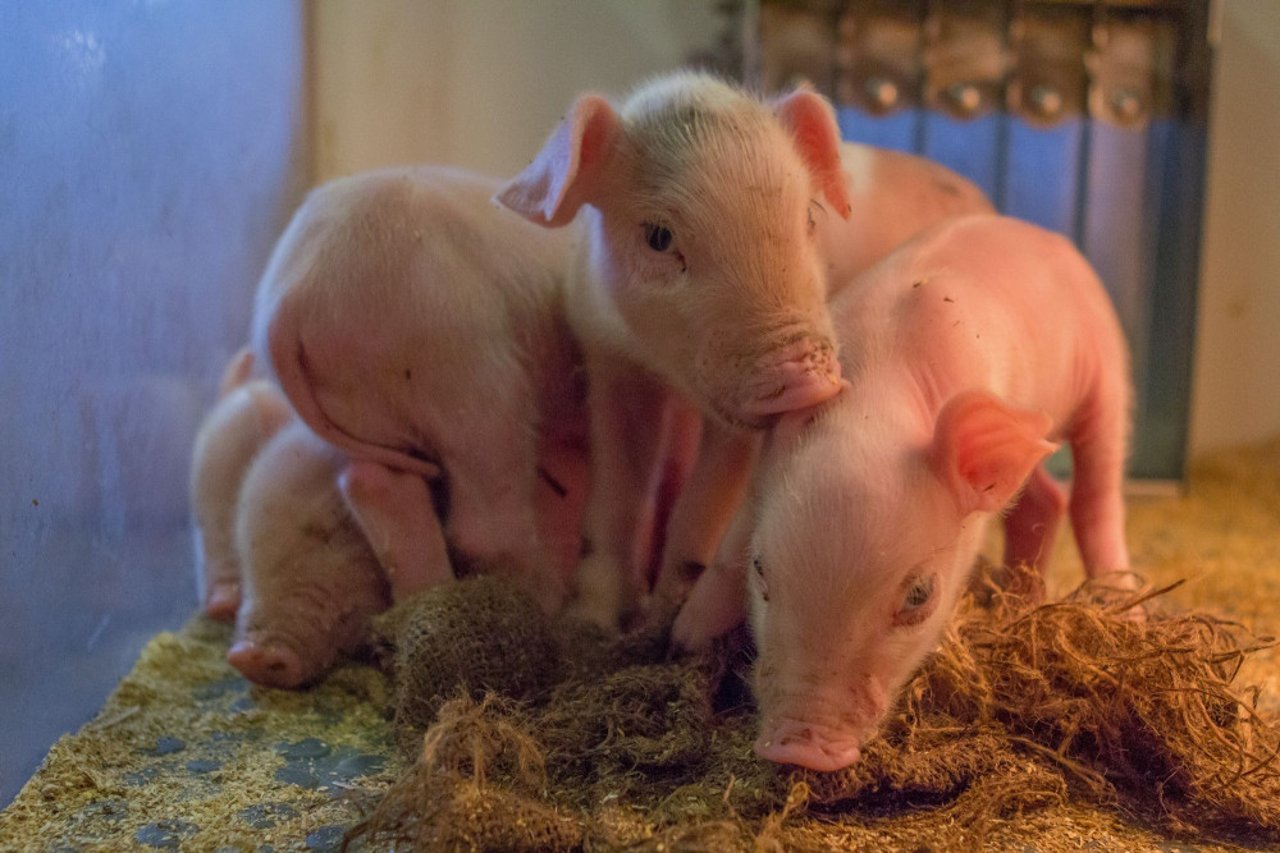 Grise på en svinefarm i Holland