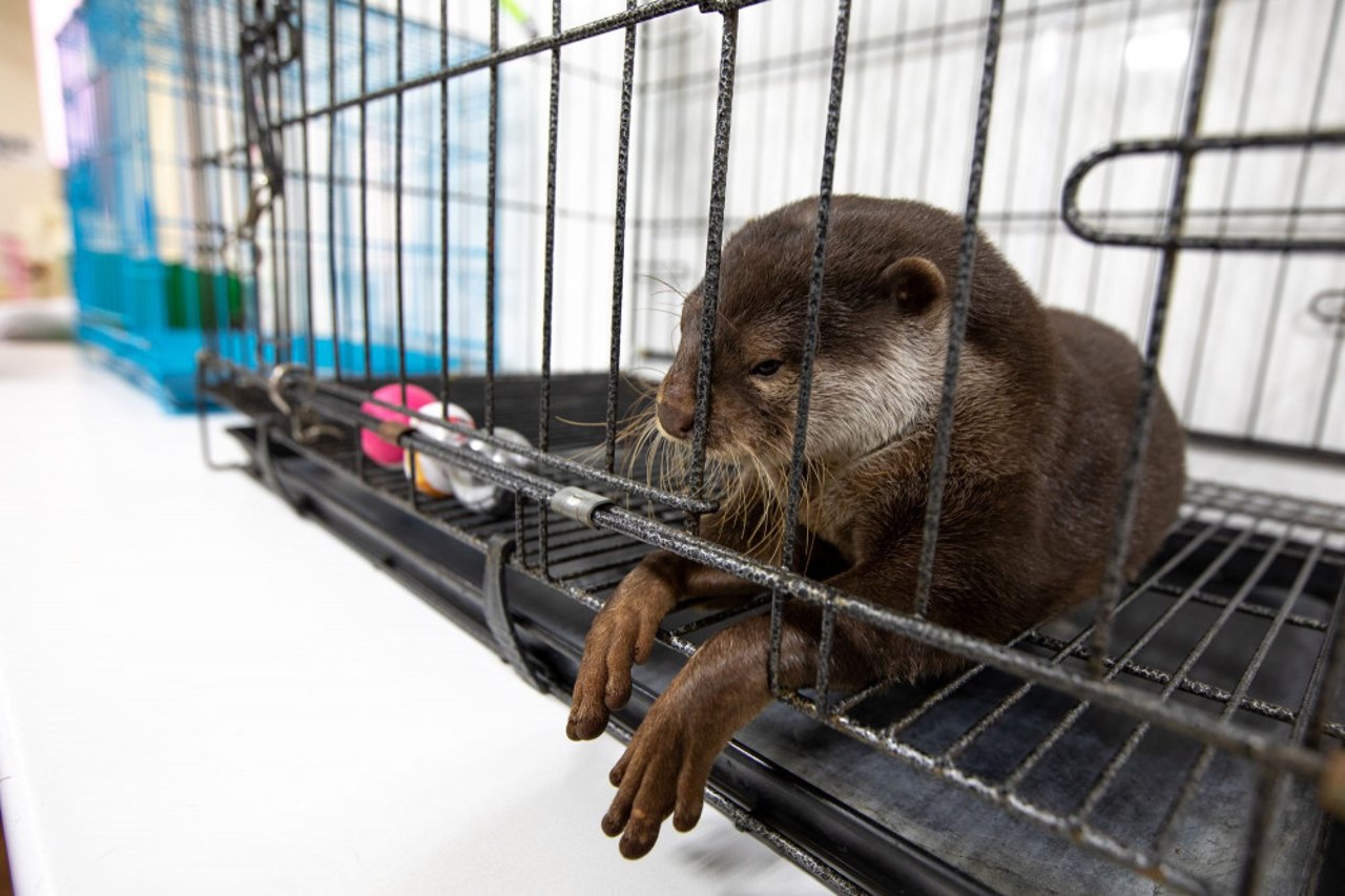 An otter in a cage in Japan
