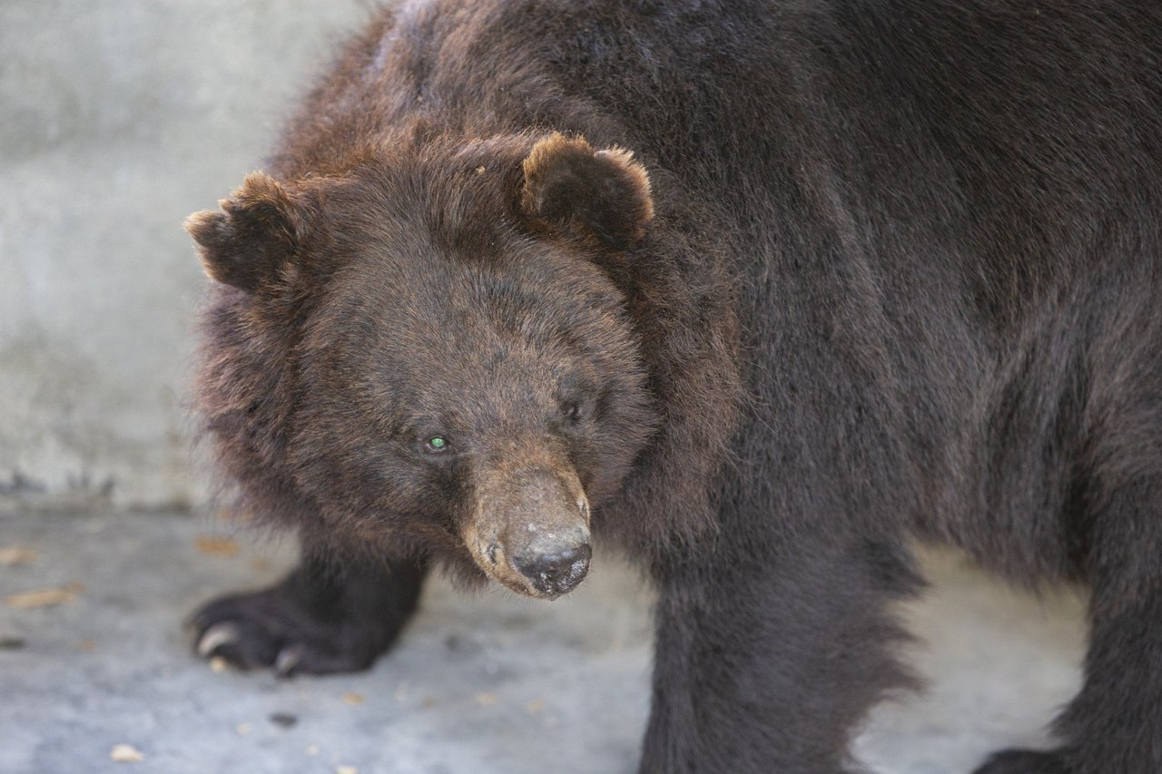 Pictured: Two rescued bears in our partner sanctuary.