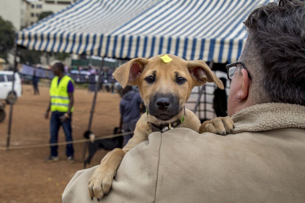 A puppy takes a peek beyond a safe shoulder at the vaccination clinic, Nairobi
