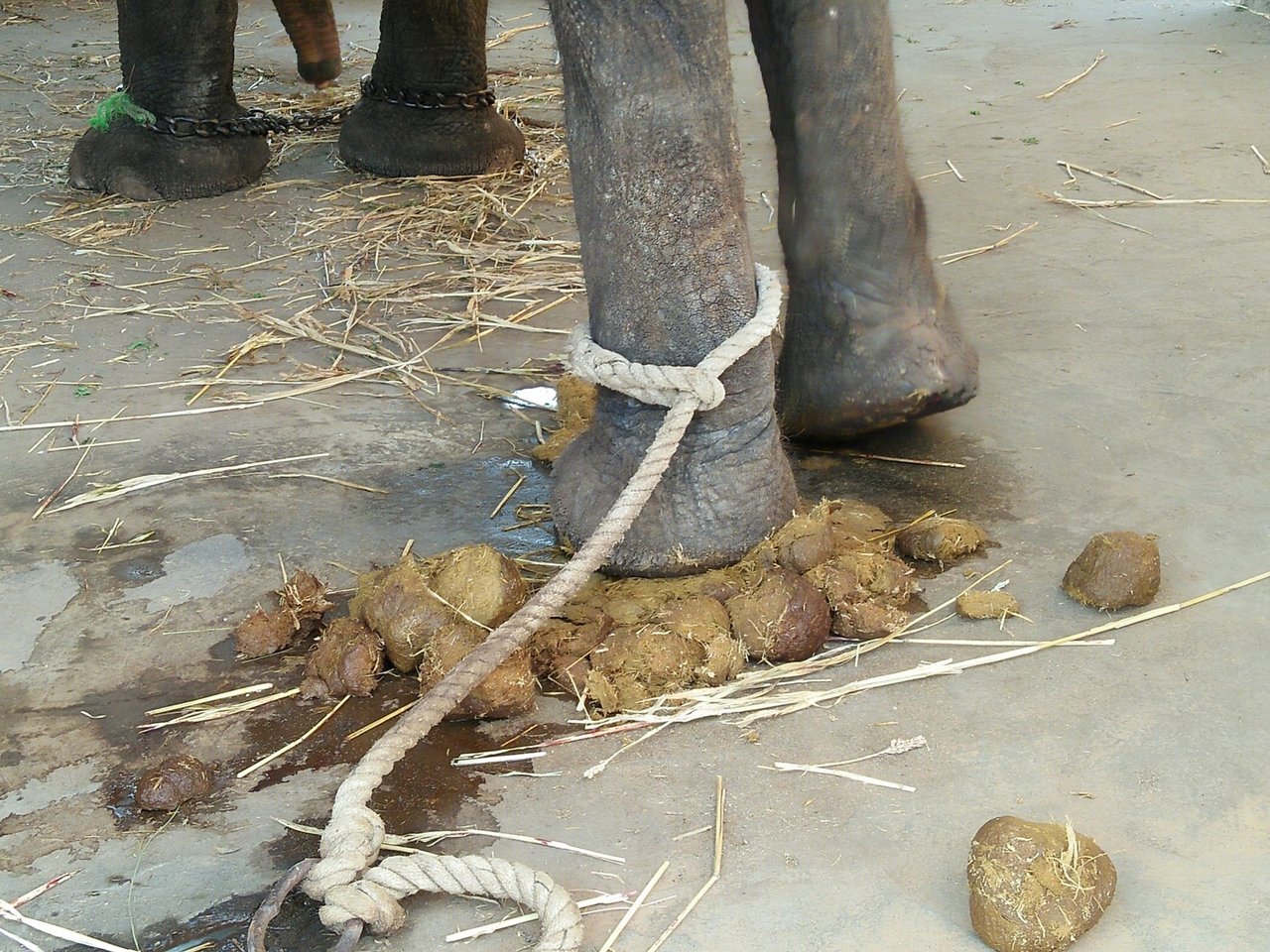 Elefanterne ved Amer Fort lever under usle forhold.